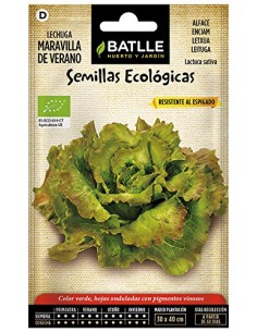 Semillas de lechuga...