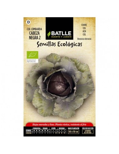 Semillas de col lombarda cabeza negra...