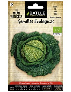 Semillas de col Milán...