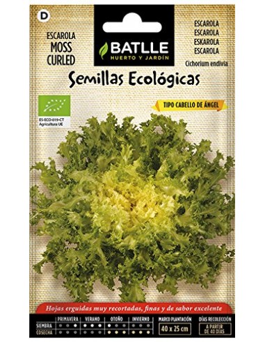 Semillas de escarola cabello de ángel...