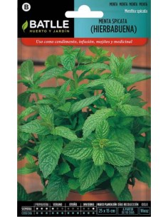 Semillas de menta spicata...