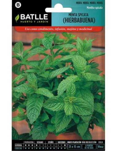 Semillas de menta spicata...