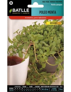 Semillas de poleo menta...