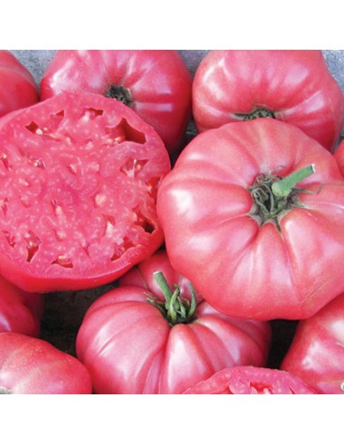 Tomate Udagorri Bio Frutería