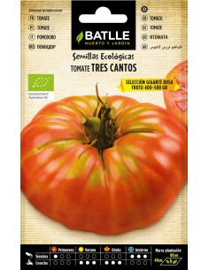 Tomate tres cantos gigante...