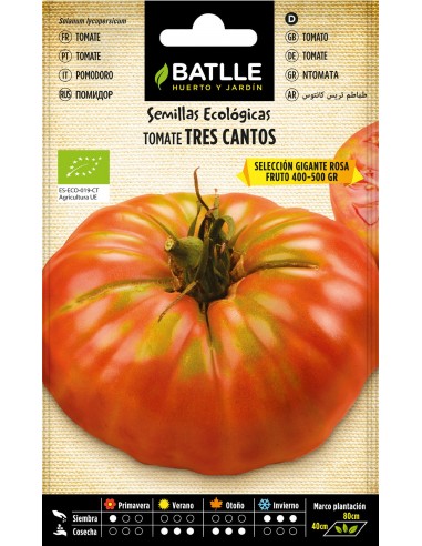 Tomate tres cantos gigante rosa Bio...