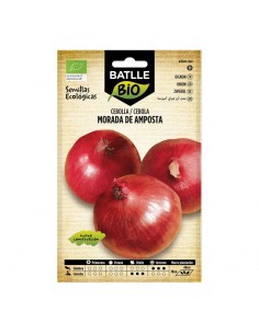 Cebolla Morada de Amposta ecológico Batlle semillas ecológicas para cultivo de cebolla morada de gran conservación.