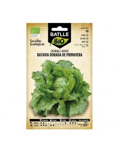 Lechuga Batavia dorada de primavera ecológico Batlle semillas ecológicas para cultivo de lechuga crujiente de cogollo compacto 