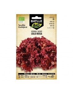 Lechuga Lollo Rossa ecológico Batlle semillas ecológicas para cultivo de lechuga de hojas rizadas rojas y textura crujiente.