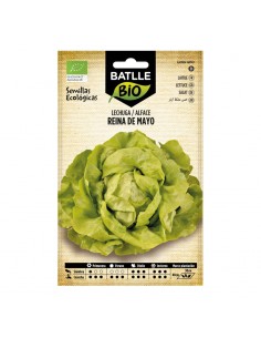 Lechuga Reina de mayo ecológico Batlle semillas ecológicas para cultivo de lechuga temprana de cogollo compacto y hojas tiernas