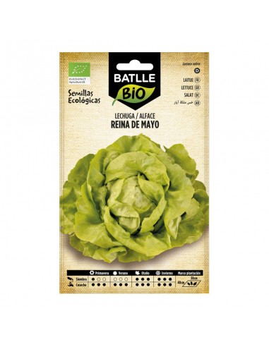 Lechuga Reina de mayo ecológico Batlle semillas ecológicas para cultivo de lechuga temprana de cogollo compacto y hojas tiernas