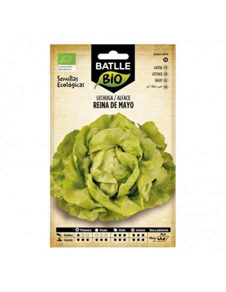 Lechuga Reina de mayo ecológico Batlle semillas ecológicas para cultivo de lechuga temprana de cogollo compacto y hojas tiernas