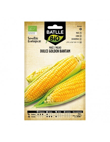 Maíz dulce Golden Bantam ecológico Batlle semillas ecológicas de maíz dulce de granos amarillos y sabor tradicional.