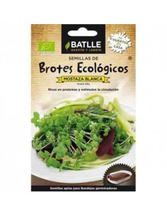 Brotes de mostaza blanca...