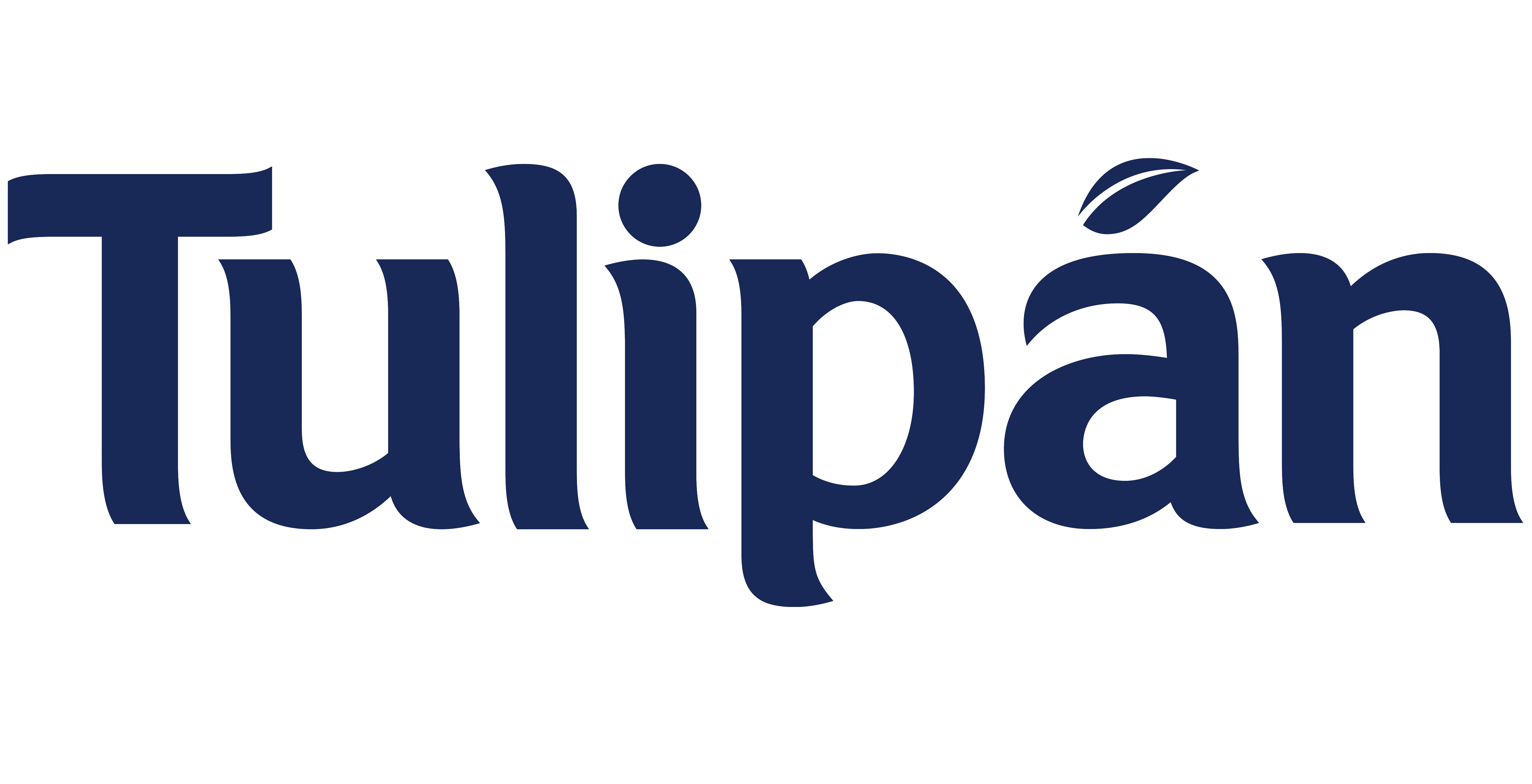 Tulipán